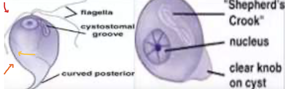 IDENTIFY THE FAMILY AND THE MEMBER: also find the flagellum and their location 