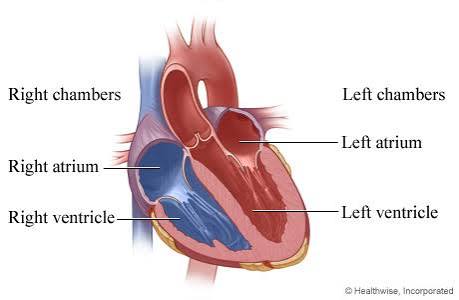 <p><span>Q: What does the right atrium do?</span></p>