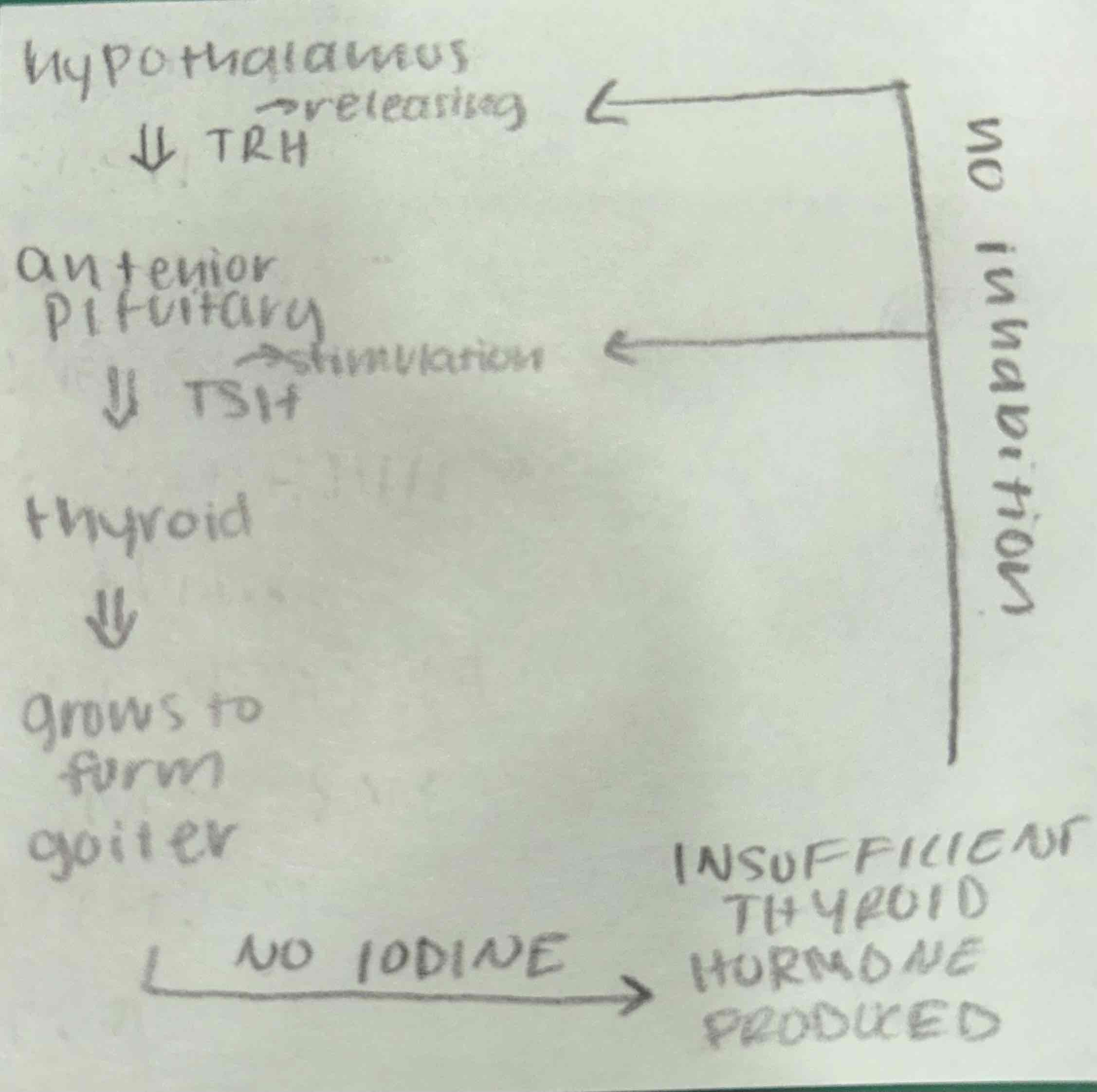 <p>iodine is an essential component of a hormone produced by the thyroid gland</p><ul><li><p>a deficiency in the diet causes the thyroid gland to grow to an abnormal size (condition is called a goiter)</p></li><li><p>serious effects take place during fetal development and childhood</p><ul><li><p>miscarriages, poor growth, mental impairment</p></li></ul></li><li><p>seafood, kelp, dairy, and leafy greens are great sources</p><ul><li><p>inland regions are common for iodine deficiencies</p><p>*universal consumption of iodization of all salt (iodized salt)</p></li></ul></li></ul>