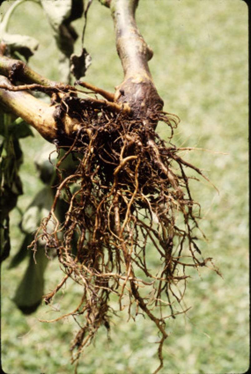 <p>1. Fester planten til underlaget (festningsorgan)</p><p>2. Tar opp vann + mineraler fra jorda</p><p>3. Energilager</p><p>4. Formering ved rotskudd</p><p>5. Kommunikasjon + samarbeid med sopp (hyfene) og andre planter</p>