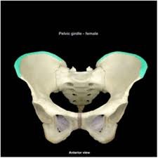 <p>the upper curved edge of the ilium; has anterior (anterior iliac spine) and posterior projections</p>