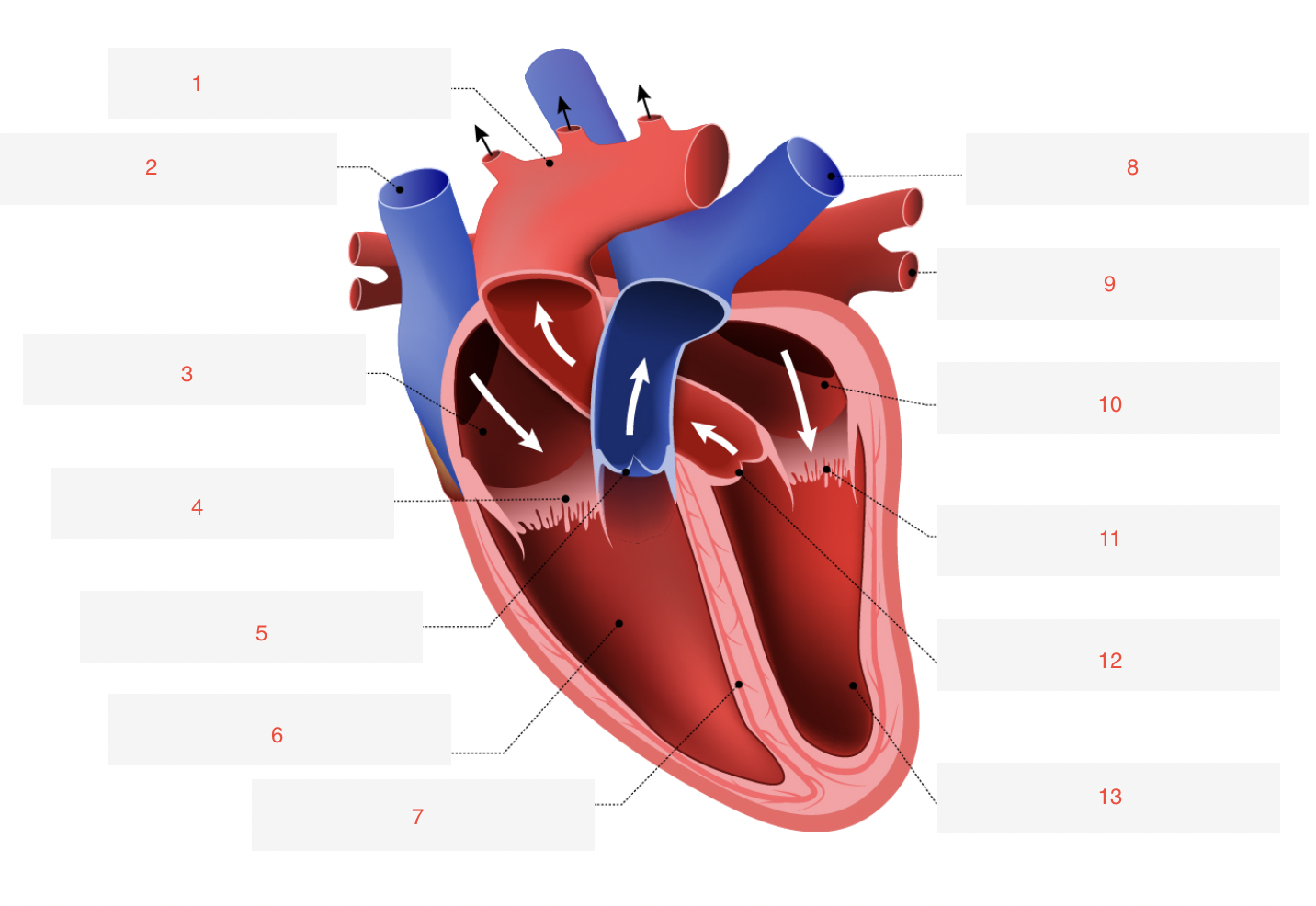 <p>label the structures of the heart in the image</p>
