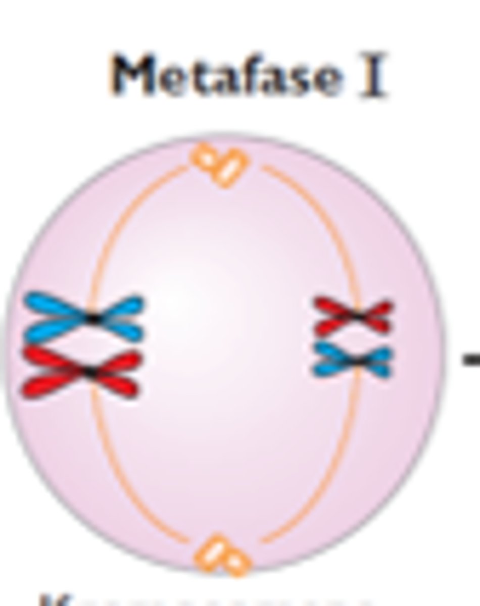 <p>Kromosomene legger seg i et plan i midten</p>