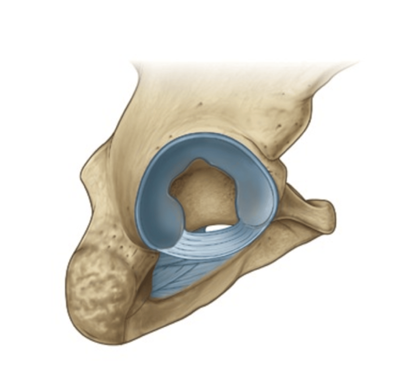 <p>- lip of fibrocartilage that surrounds the outer margin of the acetabulum on the hip bone</p><p>- stronger and thicker than glenoid labrum (shoulder)</p>