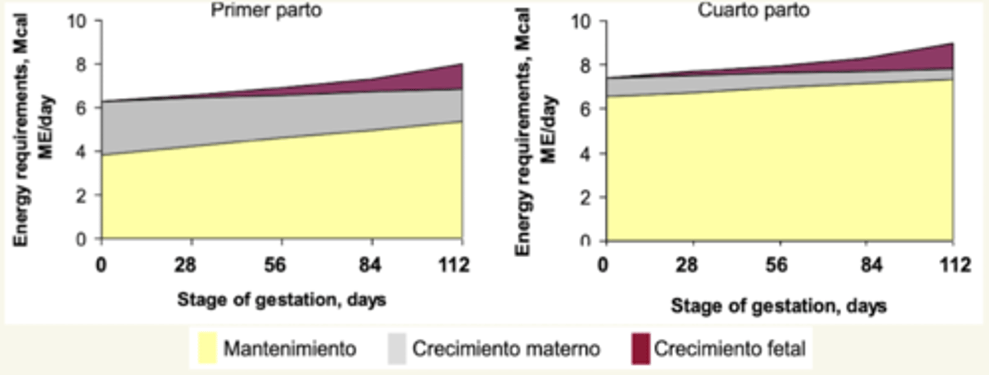 <p>cuarto parto.</p><p>aunque la primeriza necesita más por el crecimiento. </p>