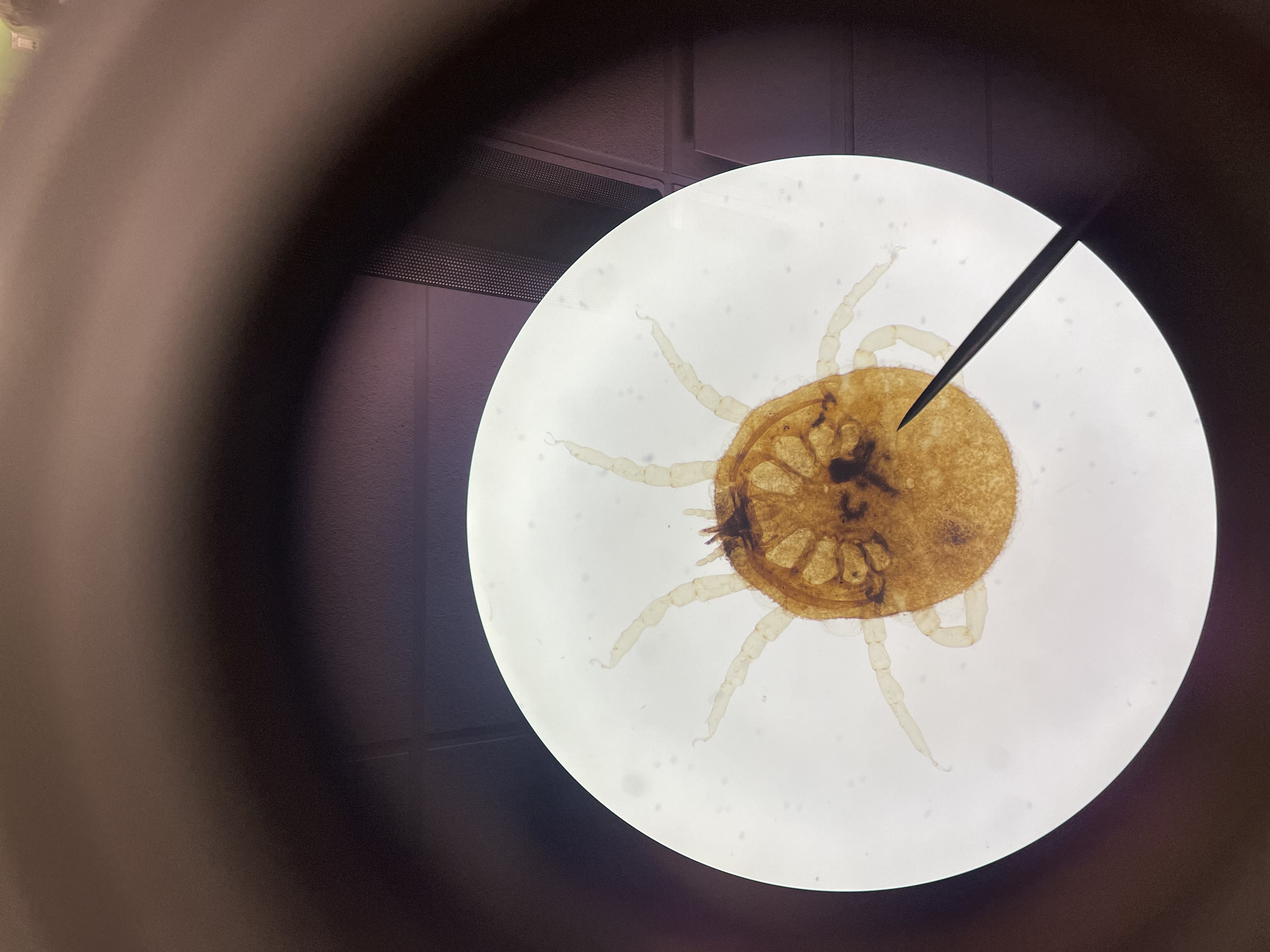 <p>Subphylum: Chelicerata</p><p>Class: Arachnida</p><p>Order: Acharide - mites and ticks</p>