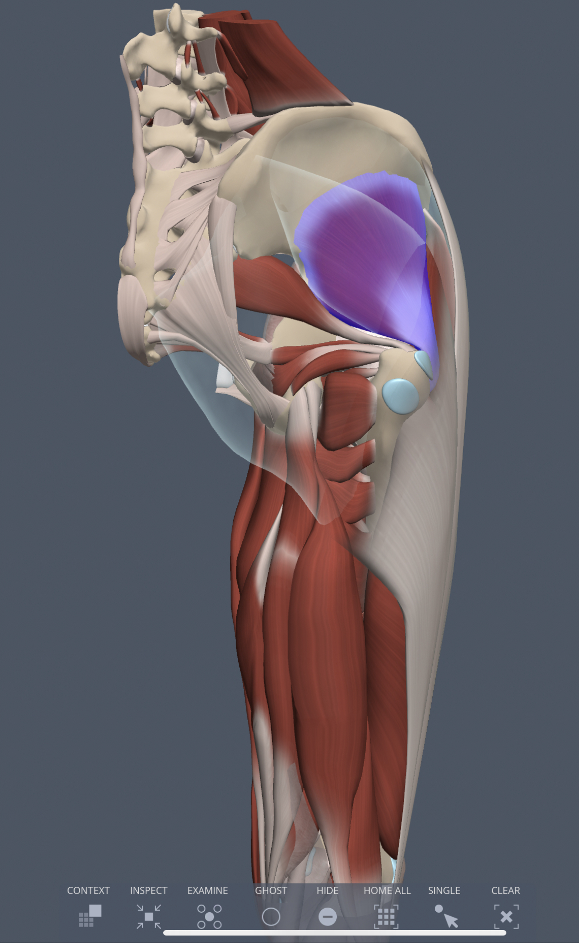 gluteus minimus insertion
