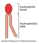<p>majority are phospholipids</p><p>they are amphipathic - hydrophilic and hydrophobic components</p><p>these lipids spontaneously form bilayers in aqueous solution:</p><ul><li><p>vesicles</p></li><li><p>micelles</p></li></ul><p>have cholesterol</p>