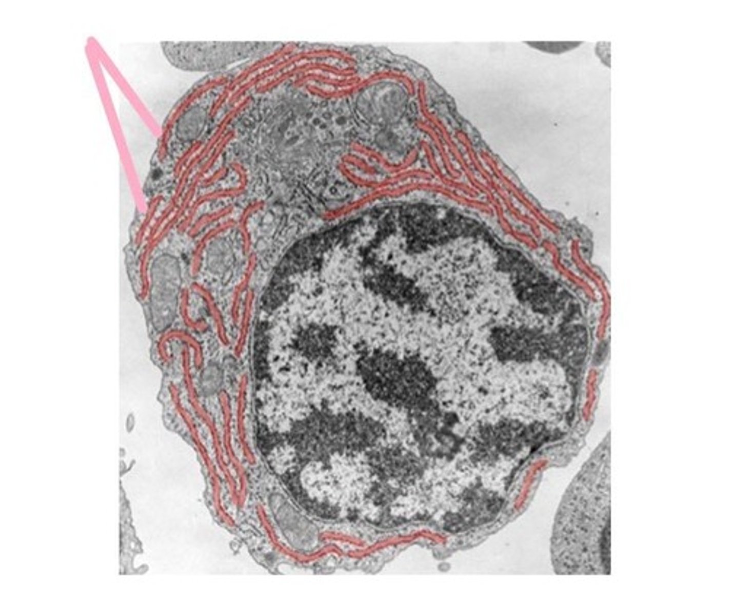 <p>Powerhouse of the cell, produces ATP.</p>