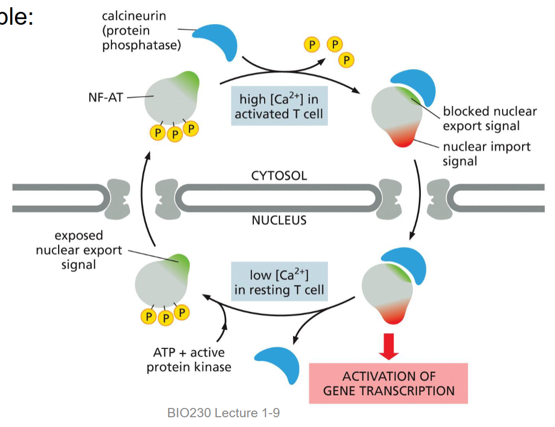<p>high [intracellular Ca2+] → nuclear import</p><p>low [intracellular Ca2+] → nuclear export</p>
