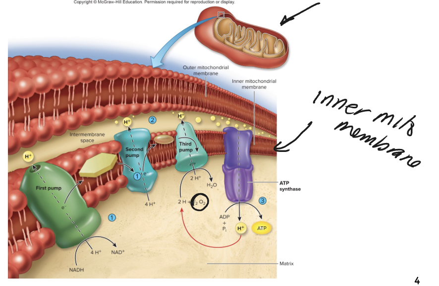 <p>C. Mitochondrion</p>