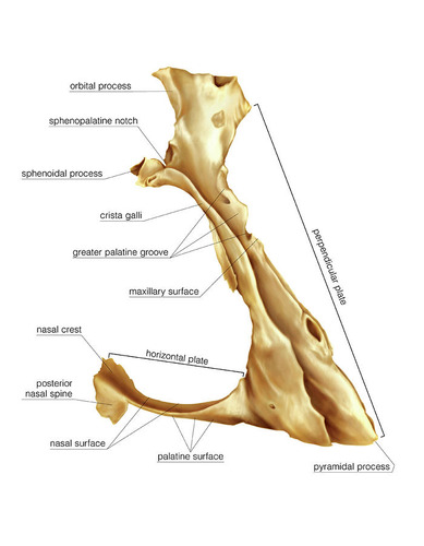 <p>either of two irregulary shaped bones (similar to goal posts) that form the back of the hard palate and help us to form the floor of the orbits</p>