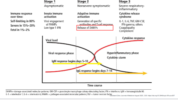 <p><strong>Stage 1 – Asymptomatic (Innate immune activation):</strong></p><ul><li><p>Viral engagement of <strong>PAMPs</strong> triggers a mild <strong>type I interferon (IFN)</strong> response.</p></li><li><p>Infection is <strong>self-limiting</strong> in ~80% of cases.</p></li></ul><p><strong>Stage 2 – Non-severe symptomatic (Adaptive immune activation):</strong></p><ul><li><p><strong>B and T cells</strong> generate specific antibodies and cytotoxic responses.</p></li><li><p><strong>IgM</strong> appears around <strong>days 5–10</strong>, <strong>IgG</strong> around <strong>days 7–14</strong>.</p></li><li><p><strong>DAMPs</strong> (damage-associated molecular patterns) are released, amplifying inflammation.</p></li></ul><p><strong>Stage 3 – Severe respiratory-inflammatory (Cytokine release syndrome):</strong></p><ul><li><p>Excessive production of cytokines (<strong>IL-1, IL-6, TNF, GM-CSF, IFNγ</strong>) causes a <strong>cytokine storm</strong>, coagulopathy, and potential respiratory failure.</p></li><li><p>This hyperinflammatory phase is responsible for severe or fatal disease in 15–20% of cases.</p></li></ul><div data-type="horizontalRule"><hr></div><p><strong>Key takeaway:</strong><br>Early <strong>innate and adaptive balance</strong> is protective, but <strong>excessive cytokine activation</strong> leads to severe inflammation and tissue damage.</p>