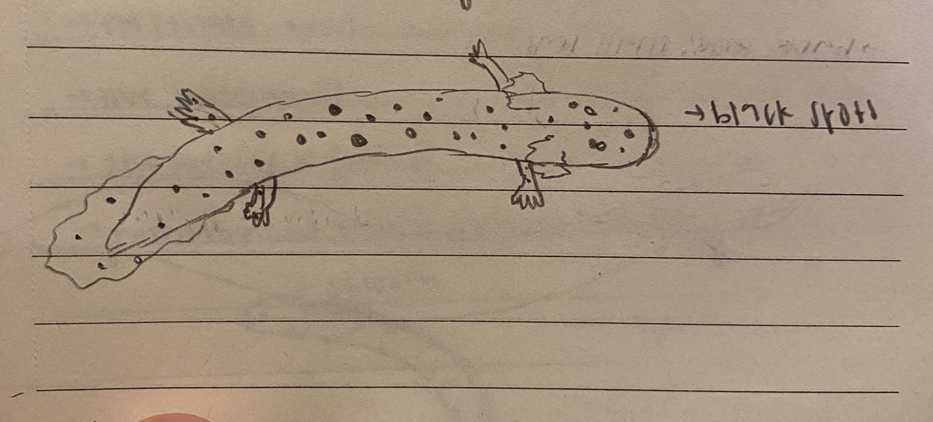 <p>6 species</p><p>east coast and adrian sea</p><p>external gills, caudal fin</p>