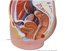 <p><span>Identify the highlighted structure</span></p>