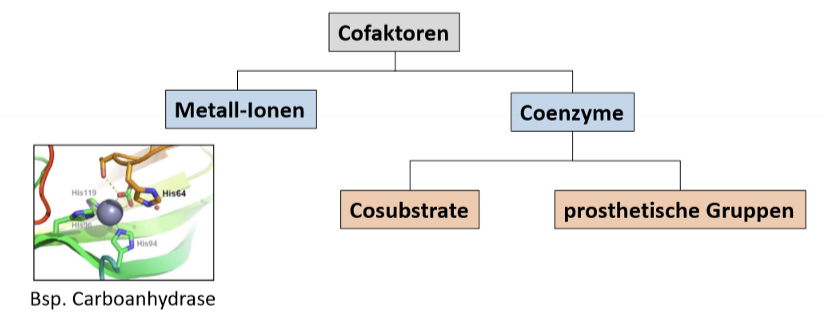 <ul><li><p>Cofaktor: nicht protein komponente, die für die katalytische Aktivität unerlässlich ist </p><ul><li><p>metallionen oder kleine org. Moleküle </p></li></ul></li><li><p>Cosubstrat: nicht kovalent gebunden und dissoziiert nach Katalyse ab</p></li><li><p>Prosthetische Gruppe: kovalent an Enzym gebunden mit katalytischer Wirkung </p></li></ul>