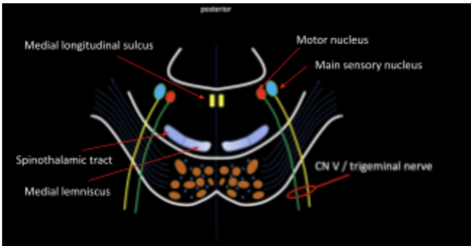 <ul><li><p>Medial Lemniscus and Spinothalamic Tract</p></li><li><p>Medial Longitudinal Fasciculus</p></li><li><p>Motor Nucleus and Main Sensory Nucleus of CN V</p></li></ul><p></p>