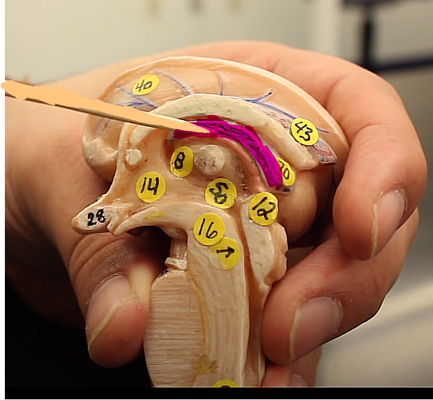 <p>brain organization pg.~434</p><p>what is this structure</p>