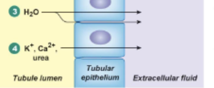 <p>Dependent on water being reabsorbed via osmosis. When this occurs, urea is free to diffuse down its concentration gradient, from the tubule lumen, through the epithelium and into the capillary. </p>