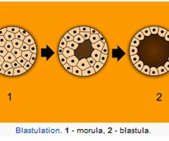 <p>a multicellular, hollow structure produced after a series of organized successive mitoses</p>