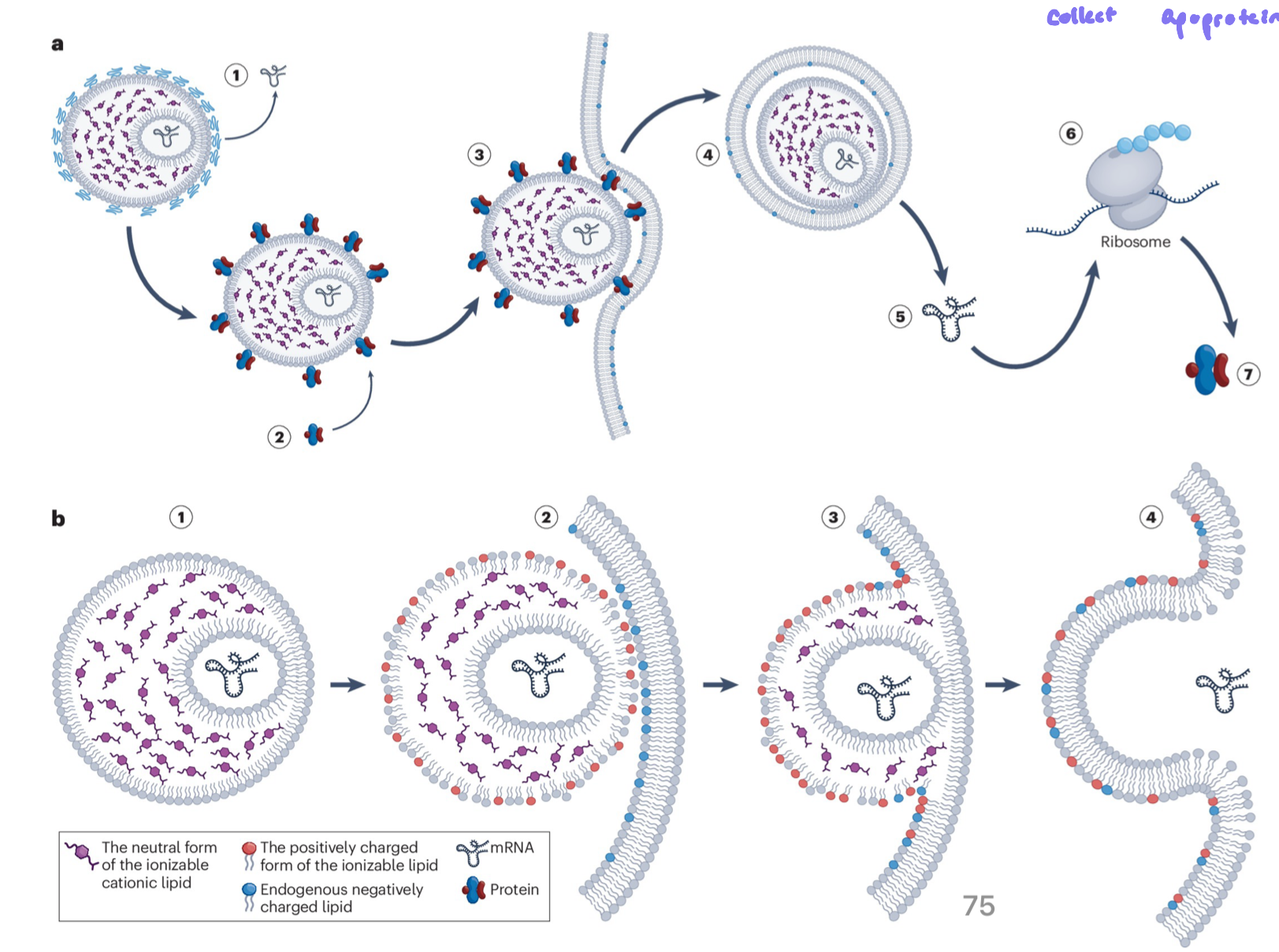 <ul><li><p>LNPs carrying mRNA are introduced (eg. by injection)</p></li><li><p>cells take up LNPs by endocytosis</p></li><li><p>LNPs disrupt the endosome membrane via pH ionization, releasing mRNA into the cytoplasm</p></li><li><p>released mRNA is translated into protein by ribosomes</p></li></ul><p></p>