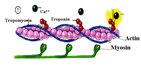 <p><mark data-color="blue">Sarcomeres: Myosin and actin interaction</mark></p><p>Can you label, describe and explain what this diagram is/shows?</p>