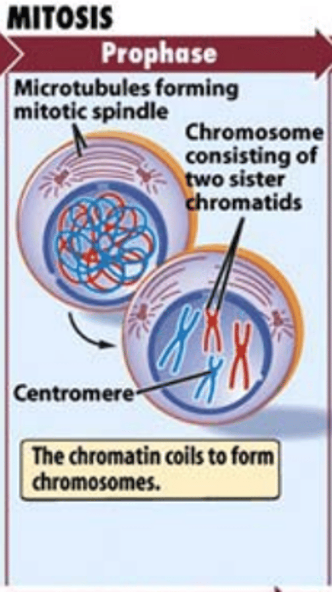 <p>1.CONDENSATION OF CHROMATIN INTO CHROMOSOMES (they become more condensed so that they are more easily able to be manipulated properly)</p><p>2. The centriole pairs will separate and move towards the opposite poles of the cell</p><p>3. Spindle fibers are formed from the centrioles</p><p>4. The nuclear membrane will also dissolve which will allow the spindle fibers to come into contact with the chromosomes</p><p>5. Nucleoli become less distinct or will disappear completely</p>