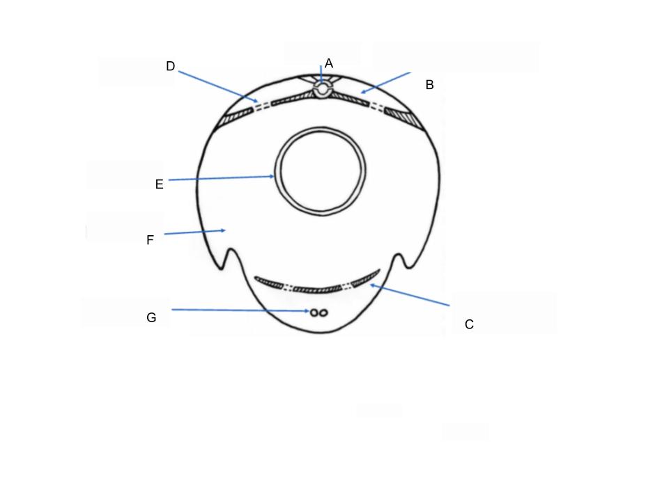 <p>What part of the body is G?</p>
