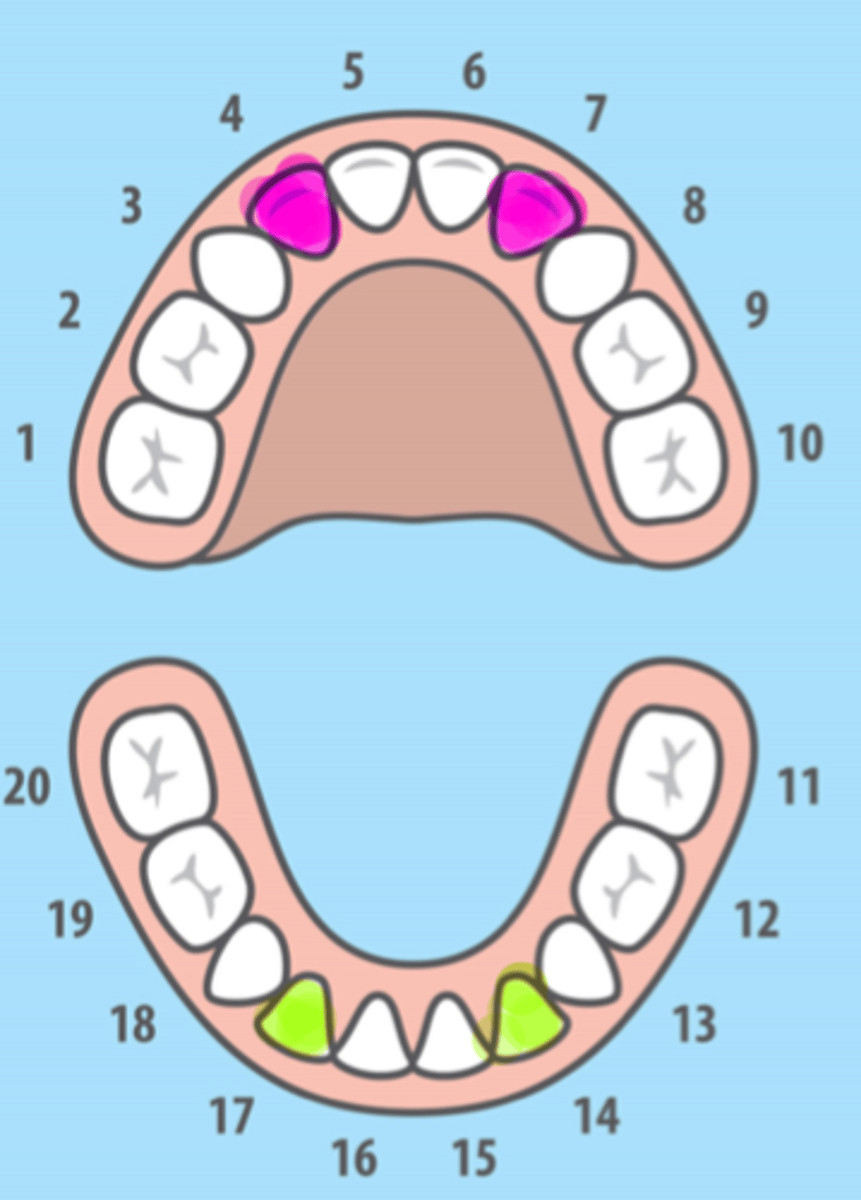 <p>All Primary Lateral</p>