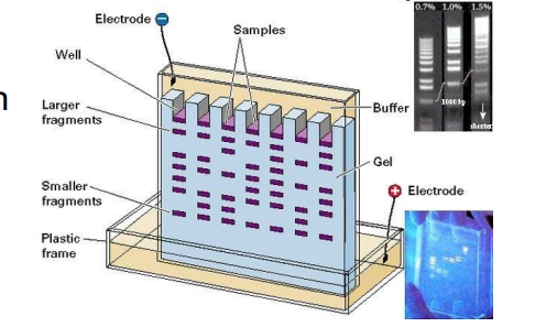 <ul><li><p>used to separate DNA fragments based on size; amount of nucleotides</p></li><li><p>a gel with wells is soaked in a solution in a chamber between two electrodes</p></li><li><p>side with wells is negatively charged</p></li><li><p>small DNA fragments move farther and faster to positive side due to less nucleotides</p></li></ul><p></p>