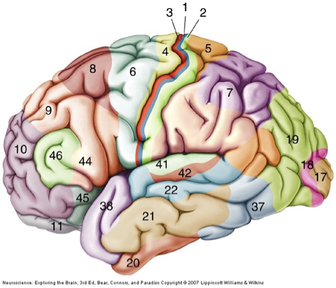 <ul><li><p>frontal, parietal, occipital, temporal lobes</p></li><li><p>in mammals</p><ul><li><p>6 layers</p></li></ul></li><li><p>brodmann’s areas: 52 areas that differ in cytoarchitecture</p></li><li><p>evolution:</p><ul><li><p>amount of cortex has changed but not the structure</p></li><li><p>primary sensory areas, primary motor area</p></li><li><p>expansion of secondary (association) areas</p></li></ul></li></ul><p></p>