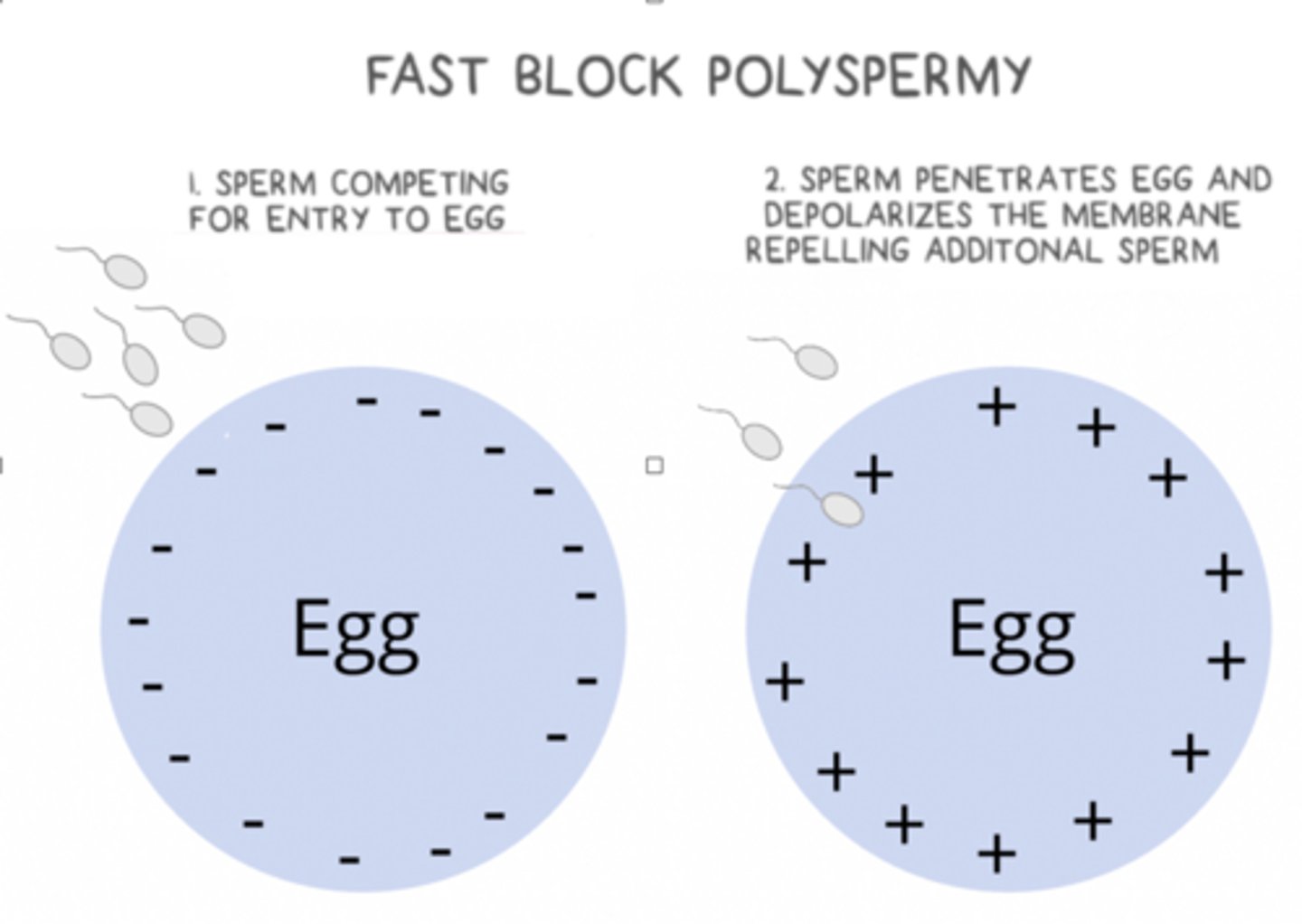 <p>egg penetration by sperm --> Na+ influx to egg --> membrane depolarization that repels additional sperm for a few seconds</p>