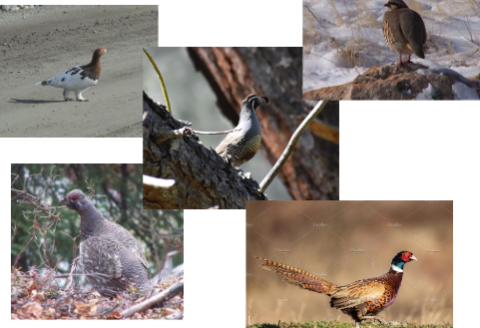 <p>quail, grouse, pheasants, ptarmigan, turkeys, domestic fowl</p>