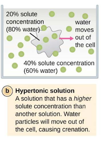 <p>A solution that has a higher solute concentration than another solution. Water particles will move out of the cell, causing crenation</p>