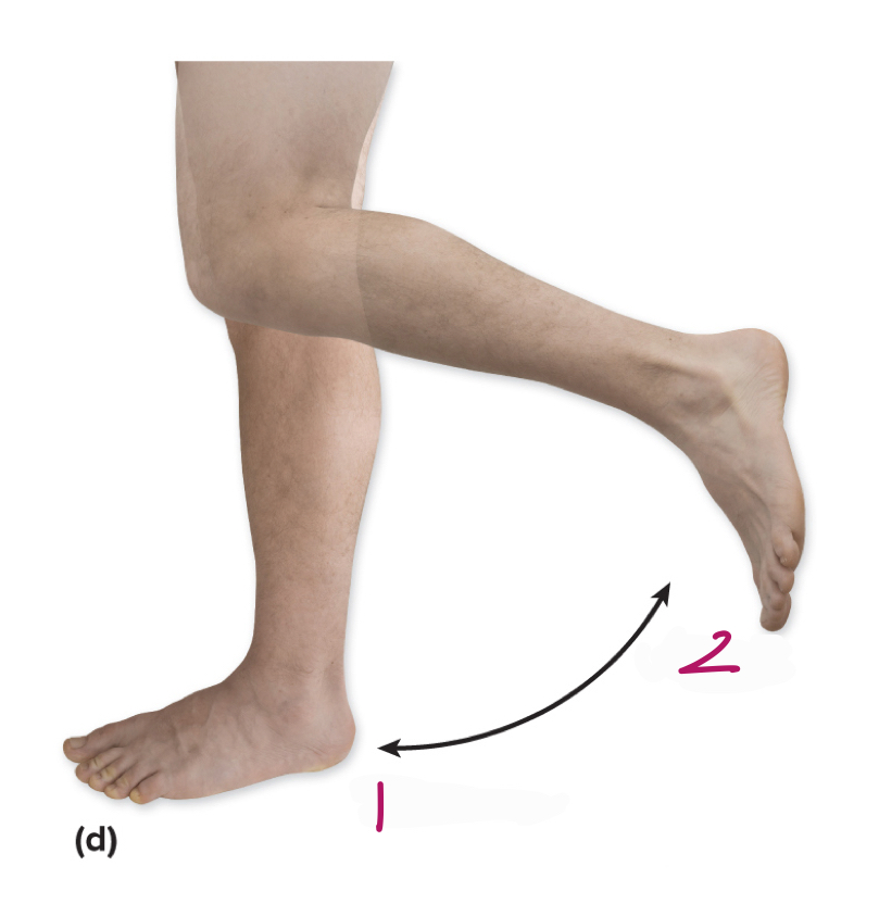 <p>Label figure 1.</p>