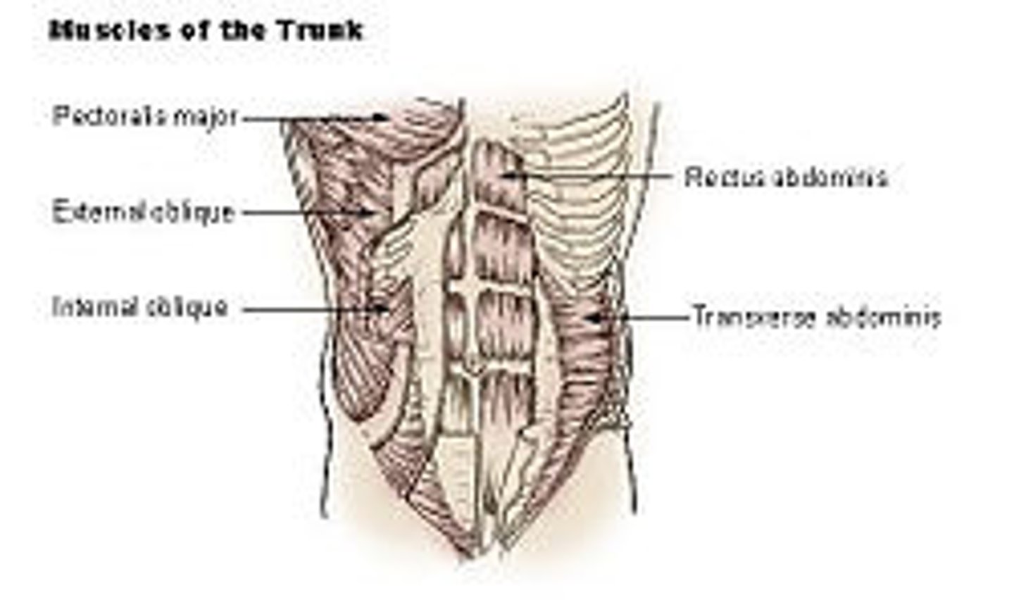 <p>-Origin Inguinal ligament, Iliac crest and the Lumbodorsal fascia.</p><p>-Insertion Linea alba, Pecten Pubis (via Conjoint tendon) and ribs 10-12.</p><p>-Actions</p><p>= Compresses abdomen</p><p>=unilateral contraction rotates vertebral column to same side.</p>