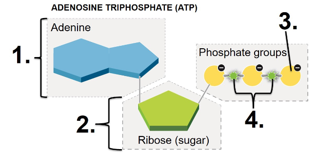<p>Where is a large amount of stored energy found in this molecule of ATP? </p>
