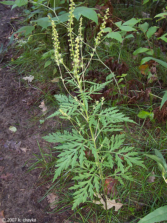 Common ragweed:

tall, deep cut simple leaves, litte green/yellow cup flowers