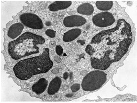 <p><span>What are the two main functions of basophils?</span></p>
