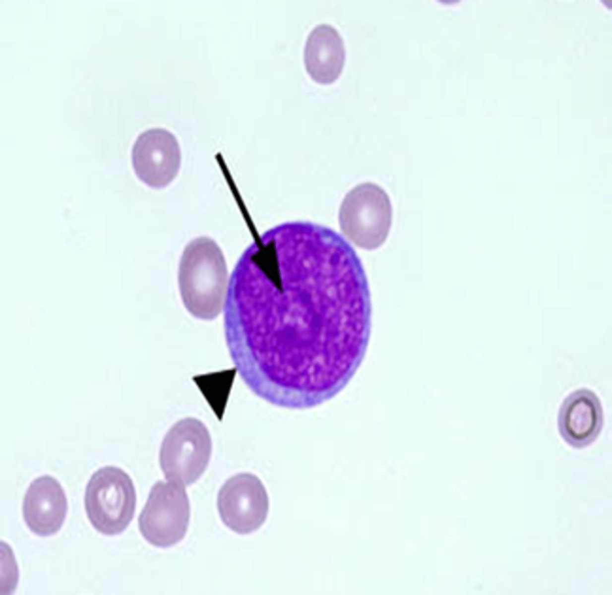 <p>Identify this leukocyte. These are often the most numerous leukocyte in caprine, and bovine and other ruminants</p>