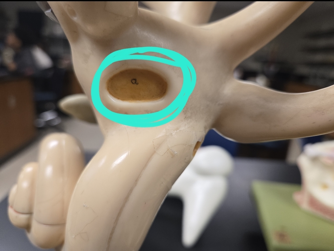 <p>Inner ear </p>
