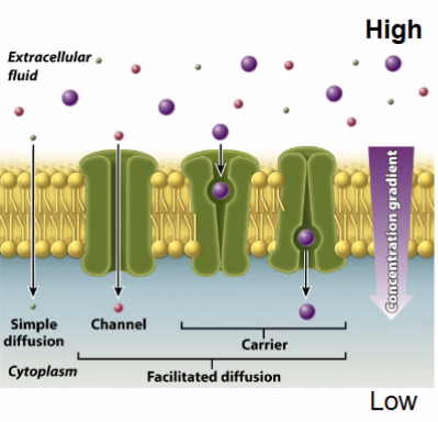 <p>relies on molecular concentration, small neutral molecules</p>