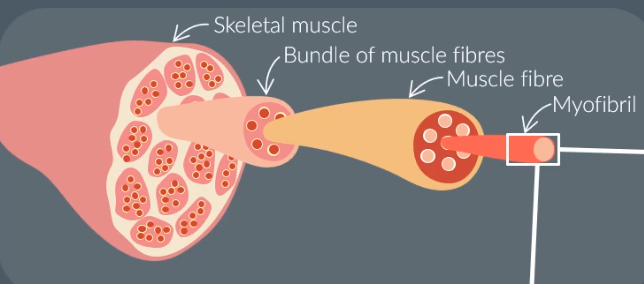 <p>Skeletal muscles are made from bundles of muscle fibers.</p><p>A single muscle fiber is made of specialised cell organelles (myofibrils)</p>