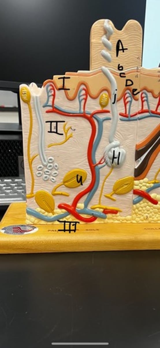 <p>According to the skin model what does letter A represent?</p>