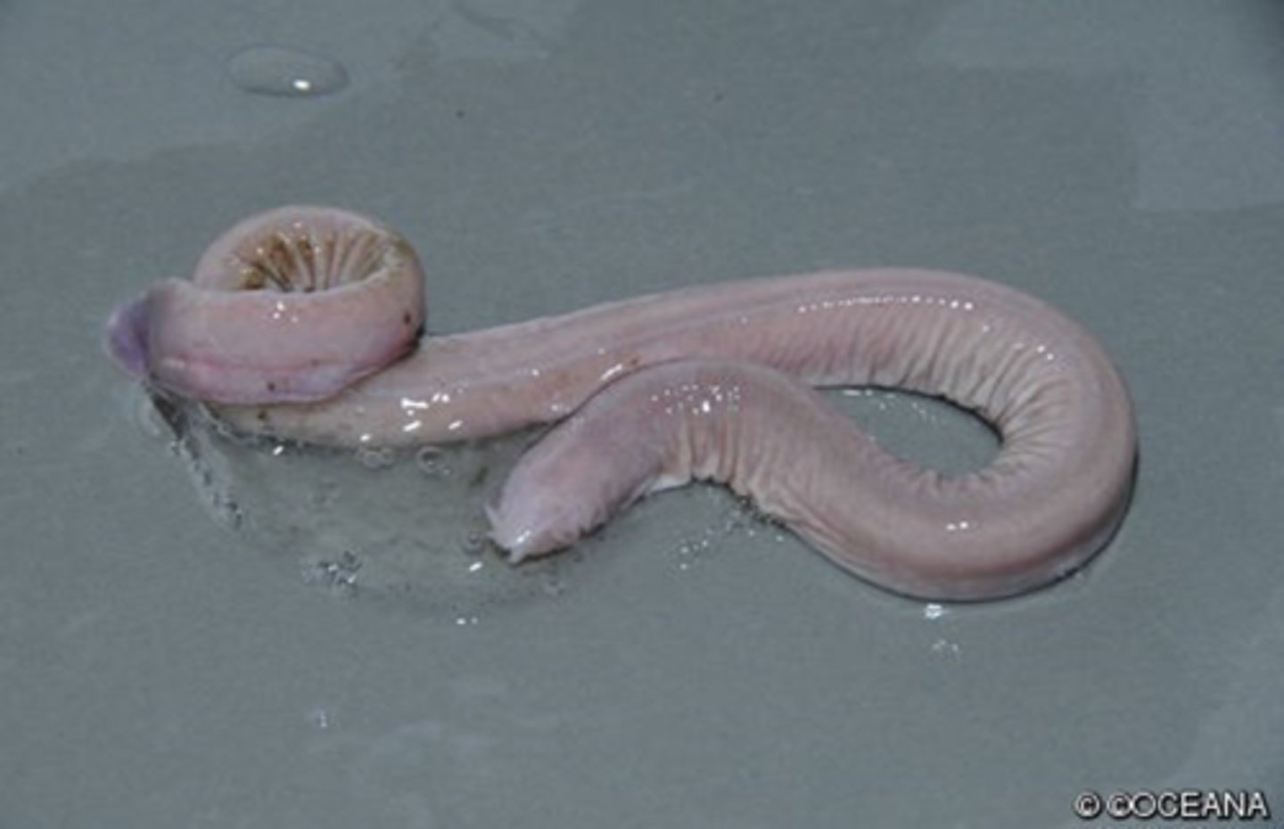 <p>hagfish</p>