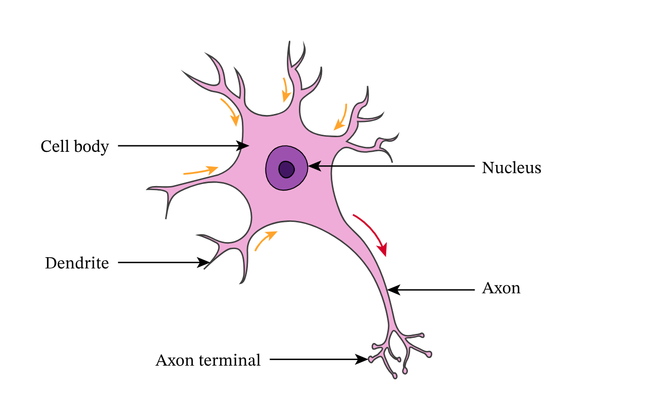 <ul><li><p>short dendrites and no myelinated sheath</p></li><li><p>found in CNS</p></li><li><p>communicator between sensory and motor neurone</p></li></ul><p></p>