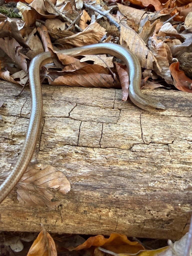 <p>Padalec kolchicki</p>