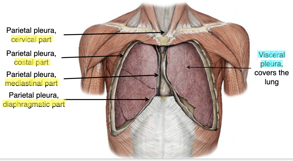 <p>costal pleura</p>