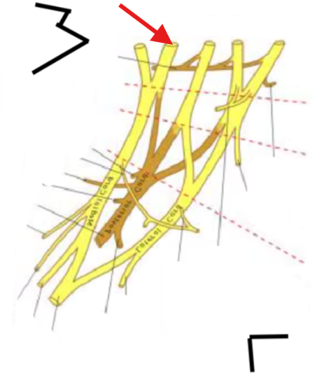 <p>What is this structure?</p>