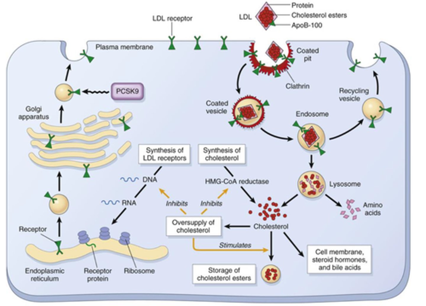 <p>- Autosomal dominant</p><p>- Mutation: Low-density lipoprotein receptor gene (LDLR); there are more than 900 known mutations</p>